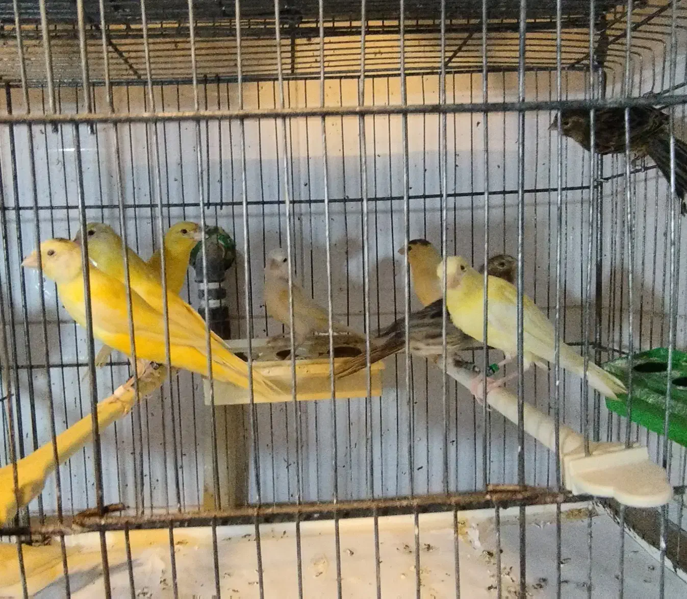 قناری|پرنده|کرج, چهارصد دستگاه|دیوار