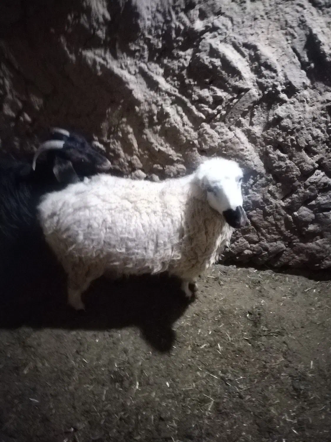 میش|حیوانات مزرعه|مود, |دیوار