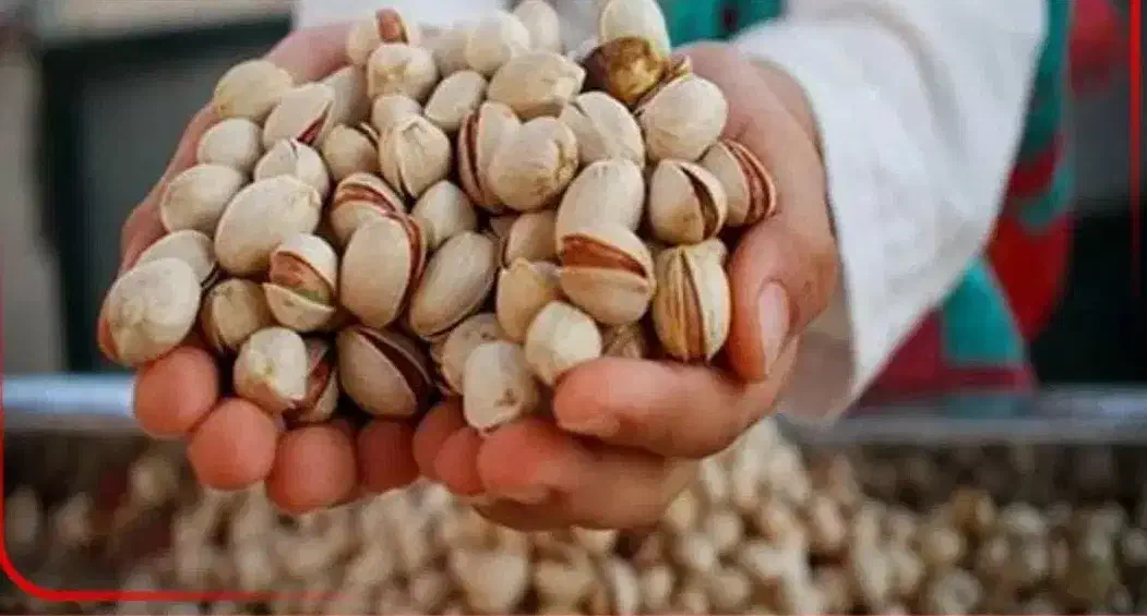 فروش آب تلمبه وزمین پسته ای مشجر|فروش دفتر صنعتی، کشاورزی، تجاری|یزدان شهر, |دیوار