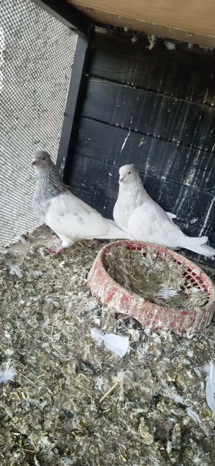 کله ای|پرنده|بم, |دیوار