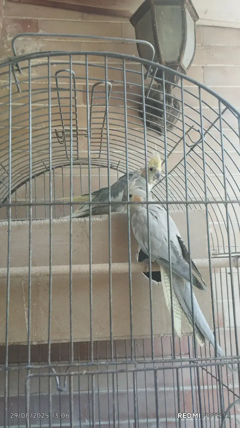 عروس هلندی مولد و غیر مولد|پرنده|فارسان, |دیوار