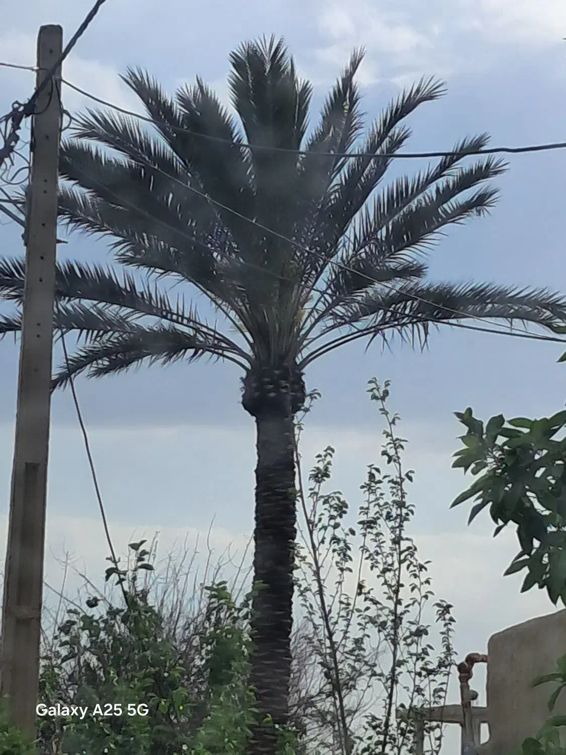 هرس نخل|گل و گیاه طبیعی|شیراز, شهرک مدرس|دیوار