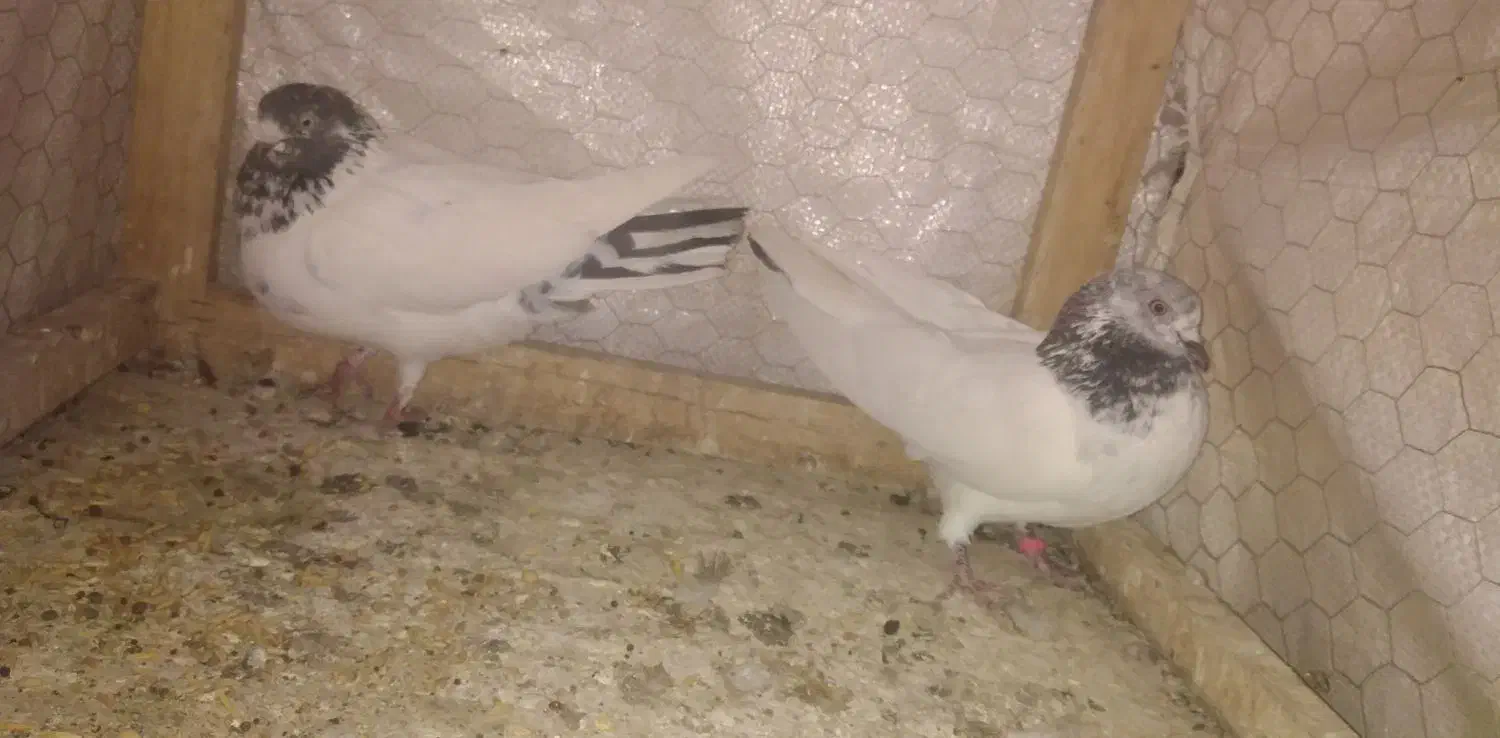 غریب|پرنده|نهاوند, |دیوار