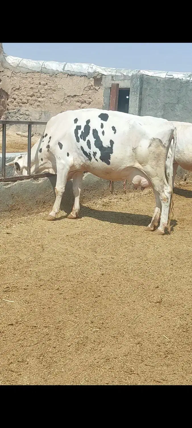 به یک کارگر جهت کار در گاوداری نیاز مندیم|استخدام سرایداری و نظافت|کرمانشاه, |دیوار