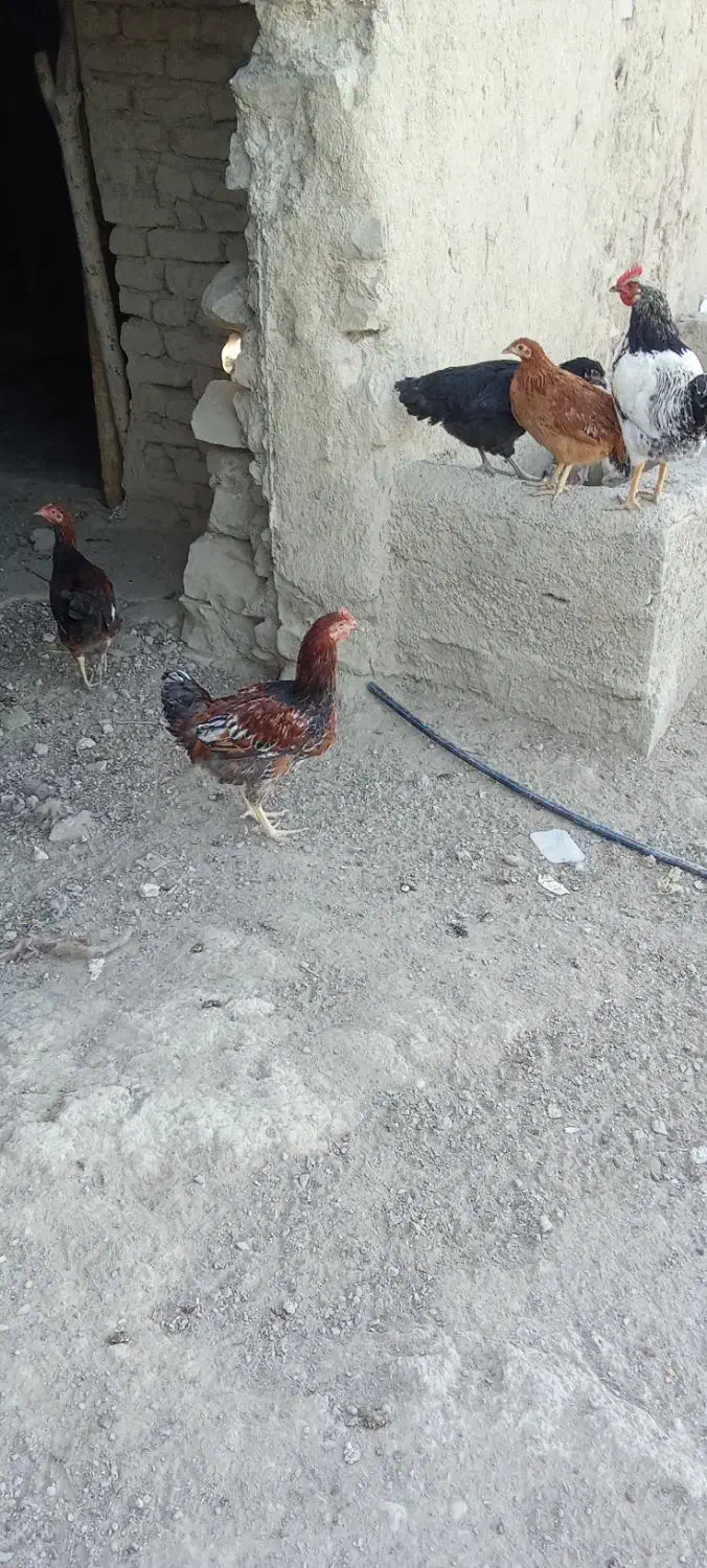 مرغ خروس|حیوانات مزرعه|بجنورد, |دیوار
