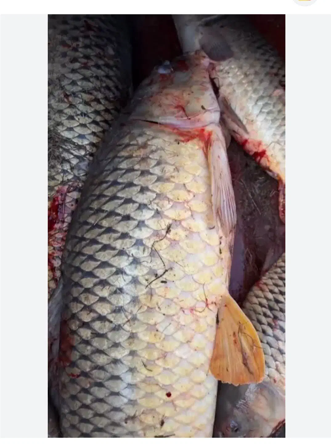 ماهیگیری با طعمه پاشی در دریا|ماهیگیری|فرح آباد, |دیوار