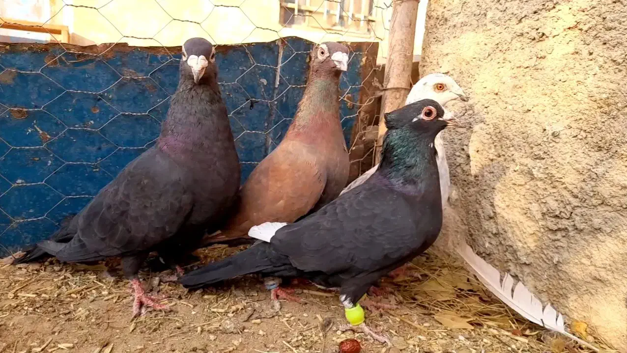 کفتر کاکلی سرخ زاغ قره مینا|پرنده|خواف, |دیوار