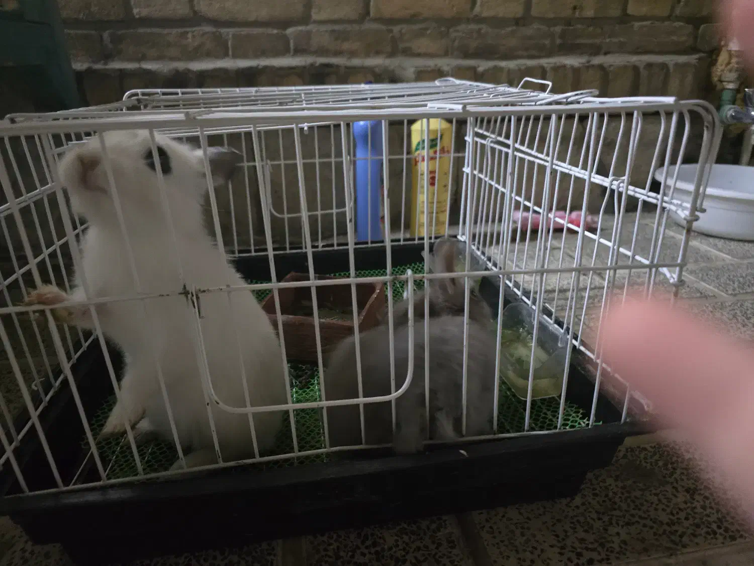 یک جفت خرگوش مینیاتوری با لوازم|موش و خرگوش|تهران, آرارات|دیوار