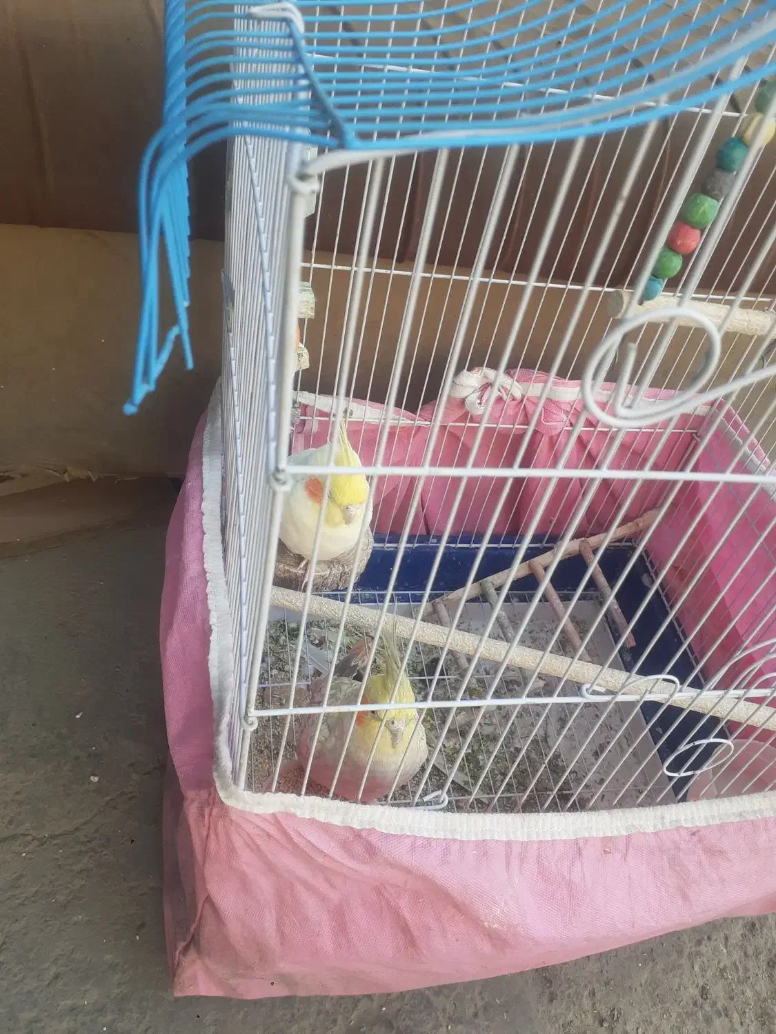 عروس هلندی با قفس معاوضه با سهره یا قناری|پرنده|خمینیشهر, |دیوار