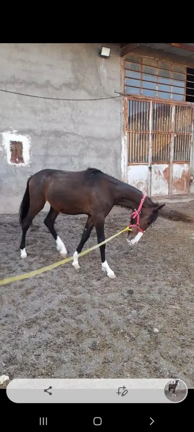 کره مادیون ۱سال نیم|اسب و تجهیزات اسب‌سواری|مشهد, ملک‌آباد|دیوار