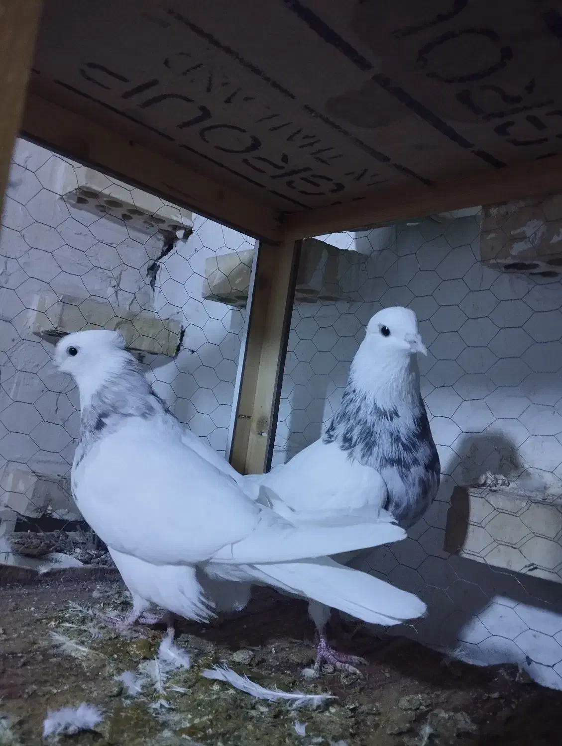 طوقی|پرنده|تهران, فلسطین (میدان انقلاب)|دیوار