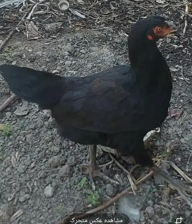 فروش ۳عدد مرغ محلی|حیوانات مزرعه|نقده, |دیوار