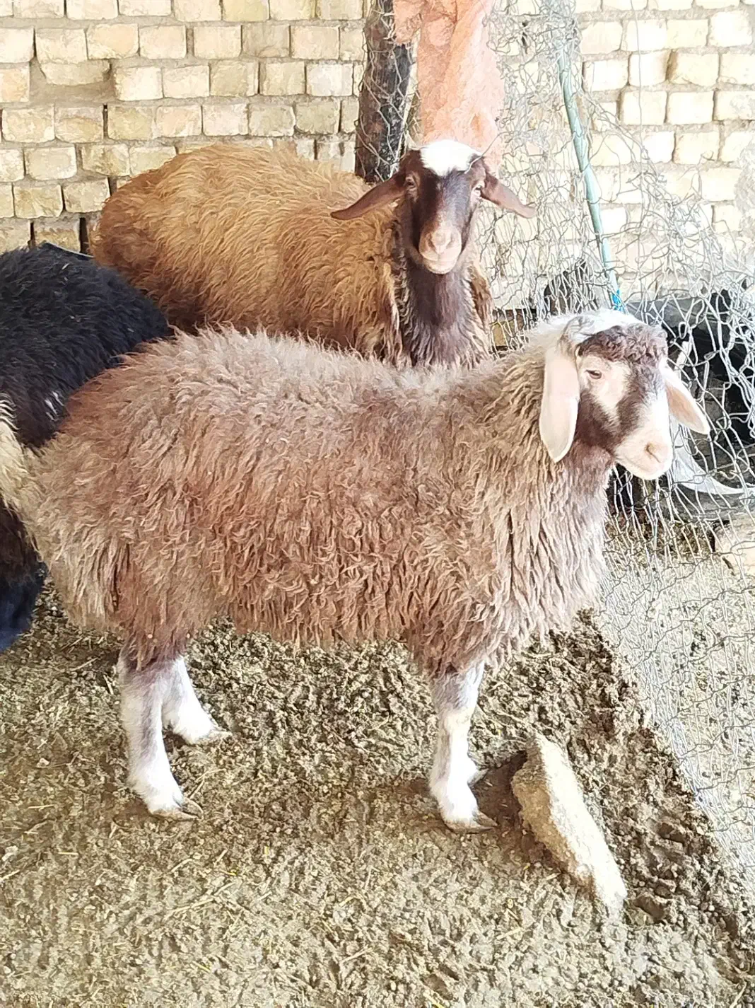 میش وبره نرو ماده|حیوانات مزرعه|پیر بکران, |دیوار