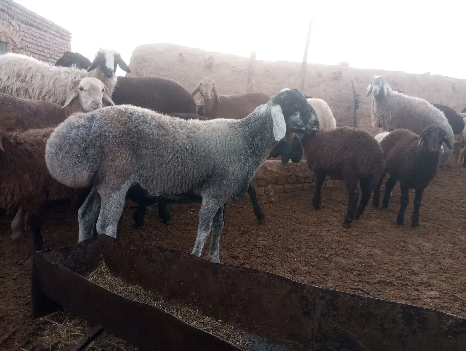 بره چینی|حیوانات مزرعه|تربت جام, جامرود|دیوار