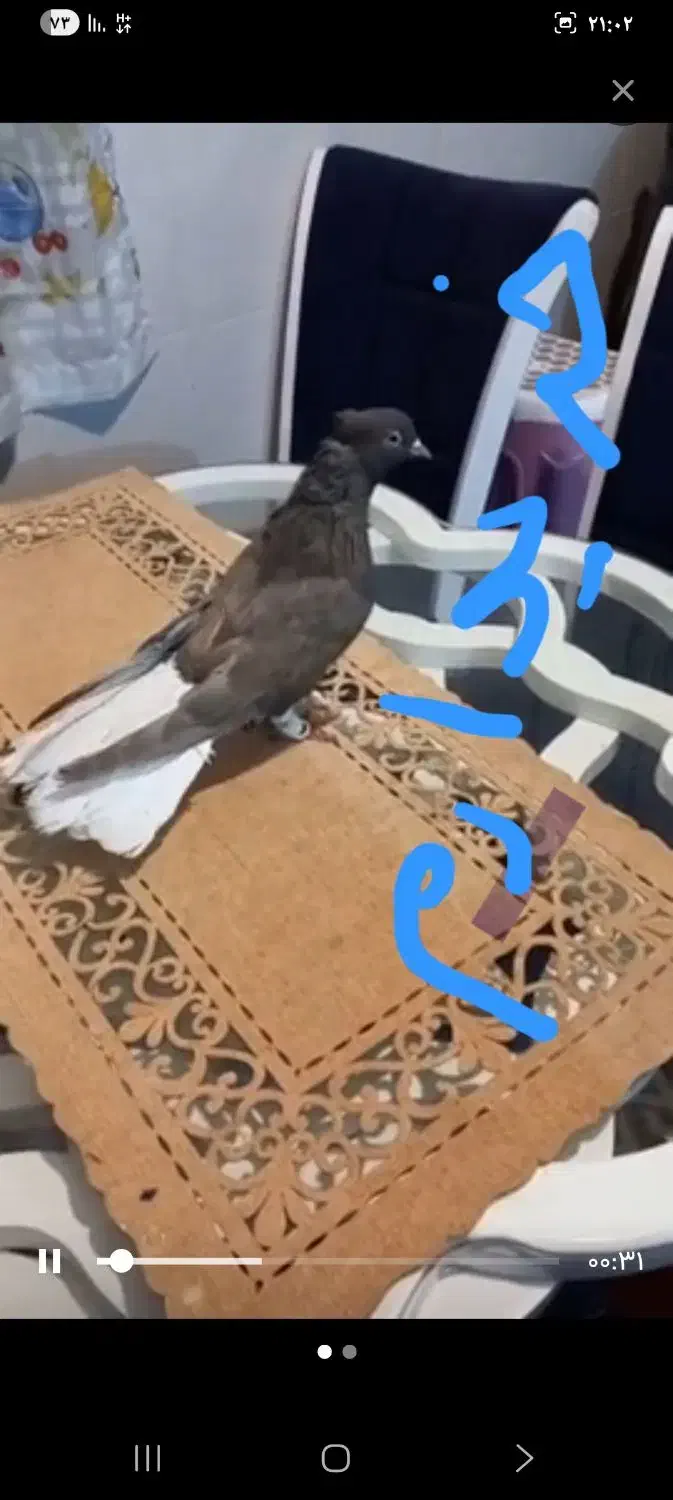 کبوتر|پرنده|بستان آباد, |دیوار