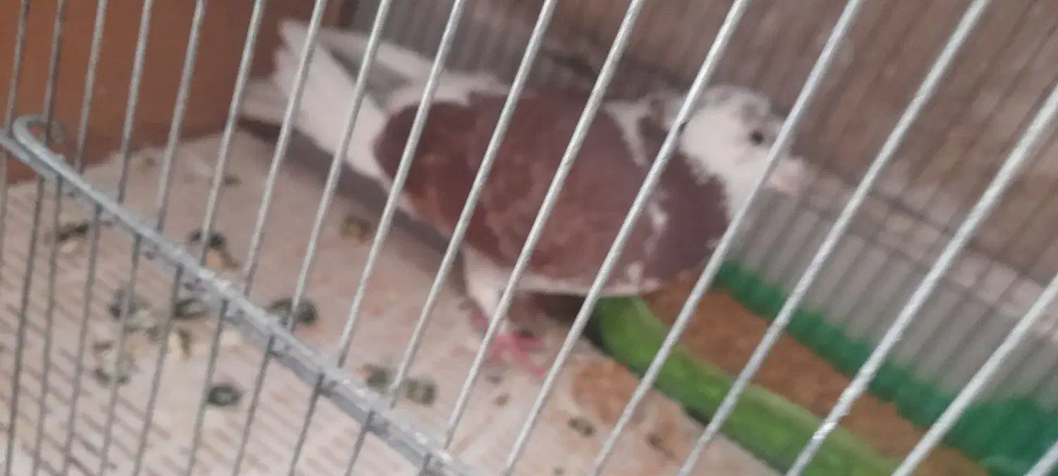 کبوتر|پرنده|قره پشتلو, |دیوار