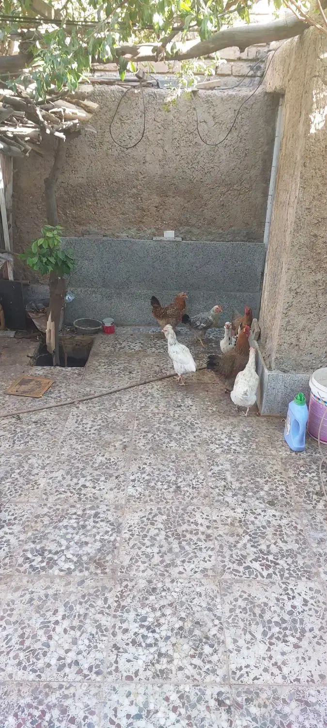 مر غ محلی|حیوانات مزرعه|شیراز, پودنک|دیوار