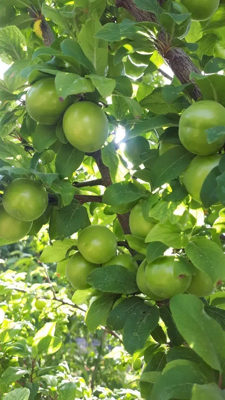 نهال انواع میوه اصلاح شده لیبل‌دار|خدمات باغبانی و درختکاری|سراب, |دیوار