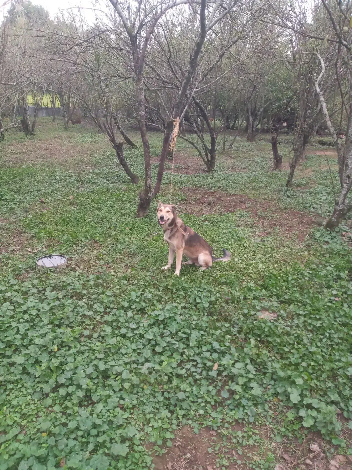 سگ نر گرگی نگهبان|سگ|سنگر, |دیوار