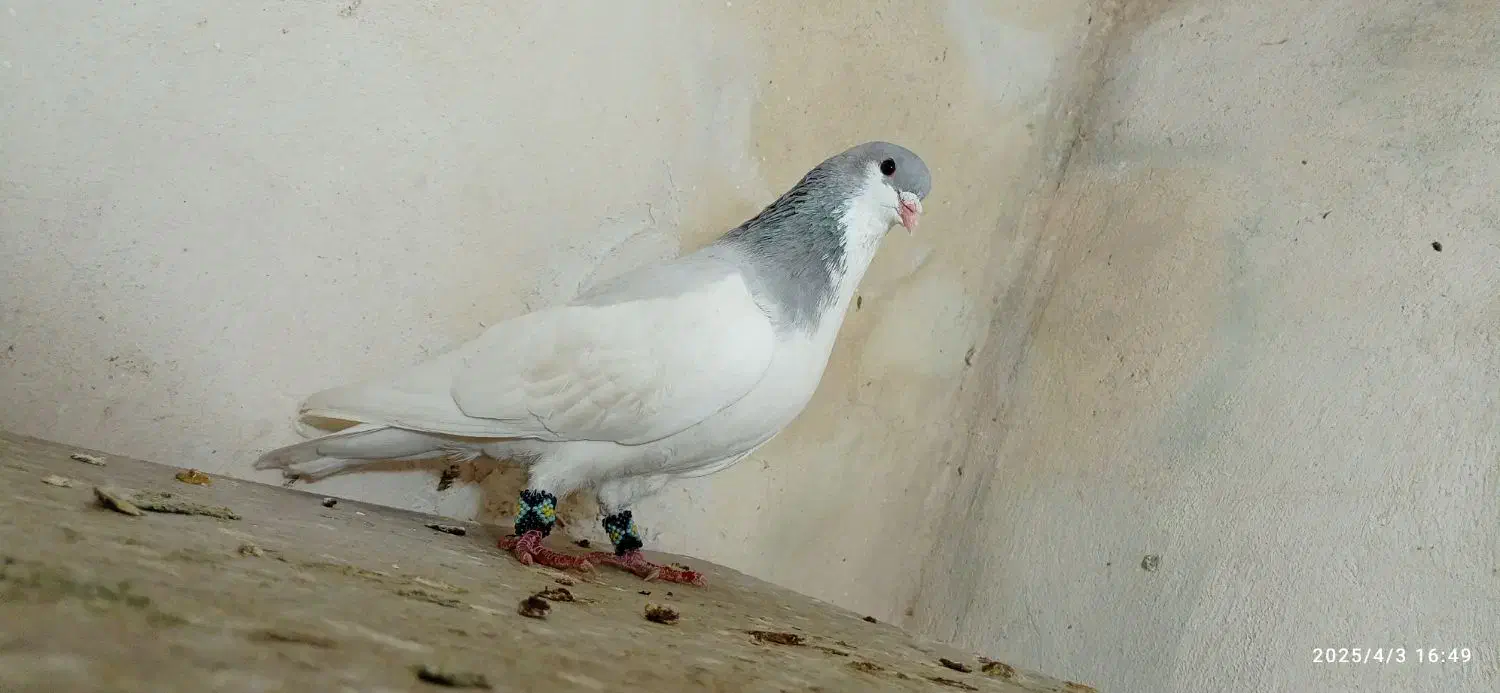 یال سبز نر|پرنده|شیراز, شهرک جماران|دیوار