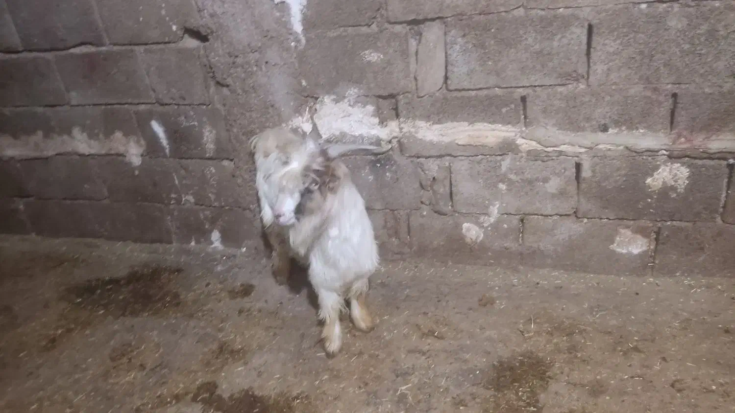 بیگ نر|حیوانات مزرعه|مسجد سلیمان, |دیوار