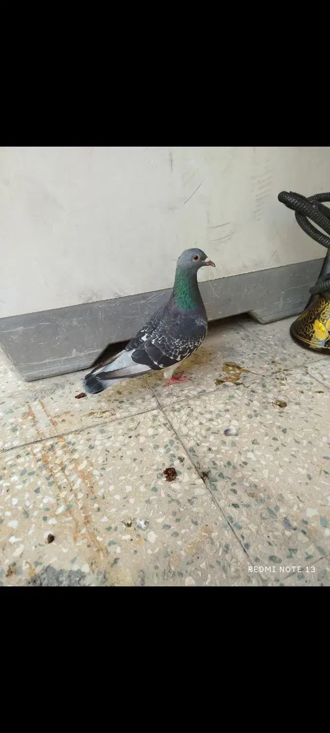 جفت پلاکی ماده جان آردن نربلژیک|پرنده|کارون, |دیوار