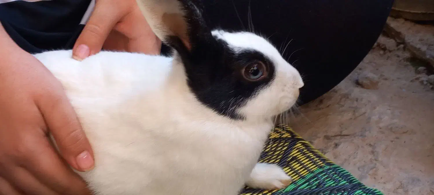 خرگوش|موش و خرگوش|قرق, |دیوار