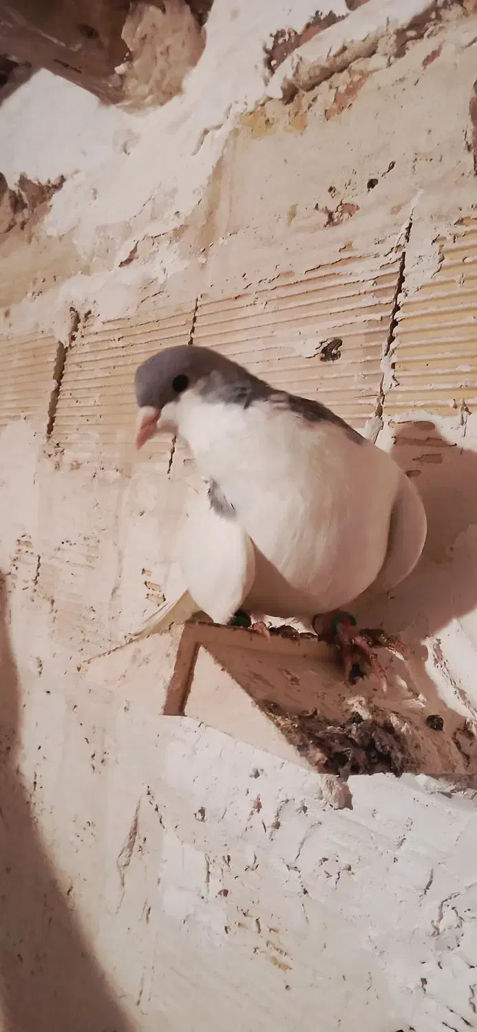 شصتی گبودنر|پرنده|الوند, |دیوار