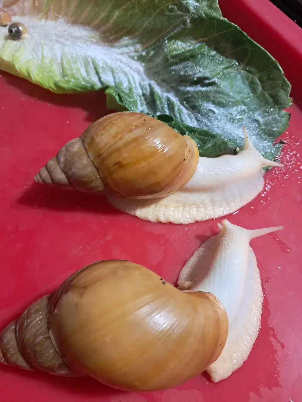 حلزون کولاژن ساز|خزنده|شیراز, شهرک آرین|دیوار