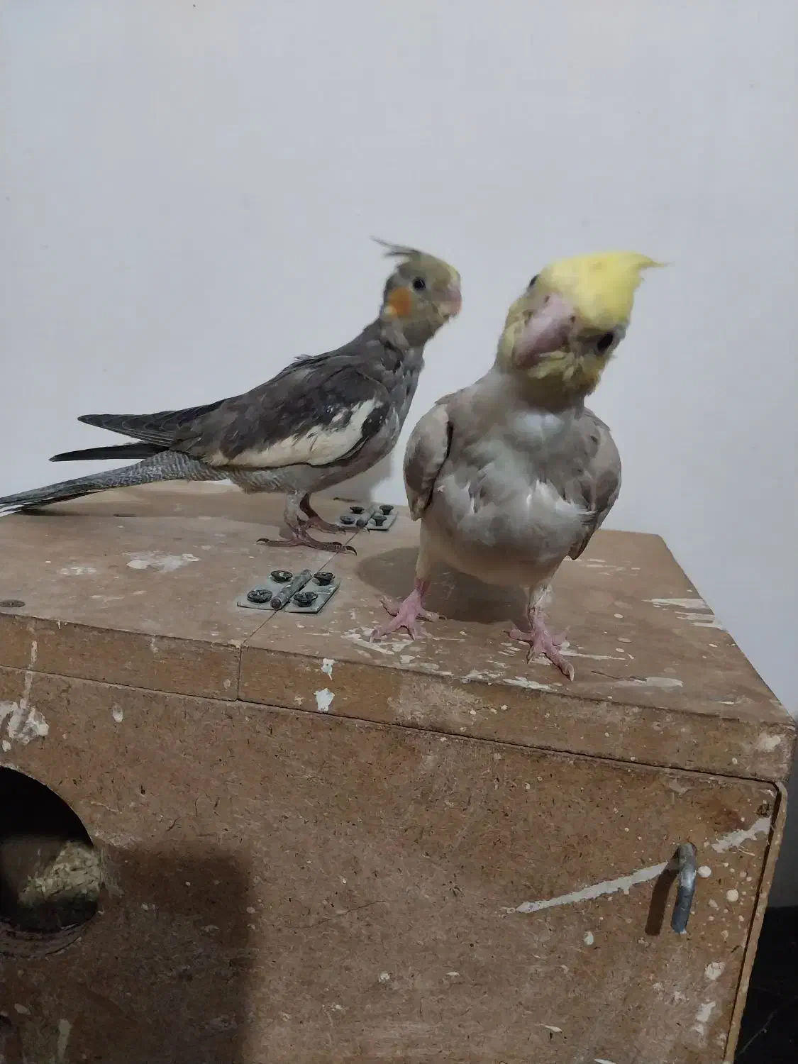 پرنده|پرنده|زابل, |دیوار