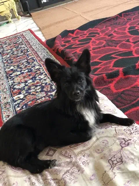 سگ اشپیدز شیتزوفلت|سگ|کرمانشاه, |دیوار