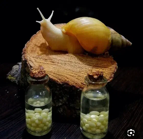 فروش حلزون|خزنده|بجنورد, |دیوار