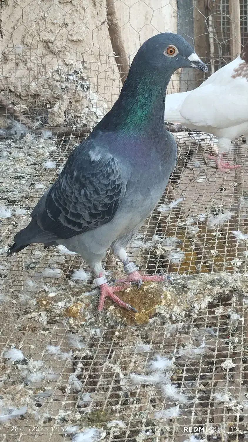 تعدادی پلاکی|پرنده|رامیان, |دیوار