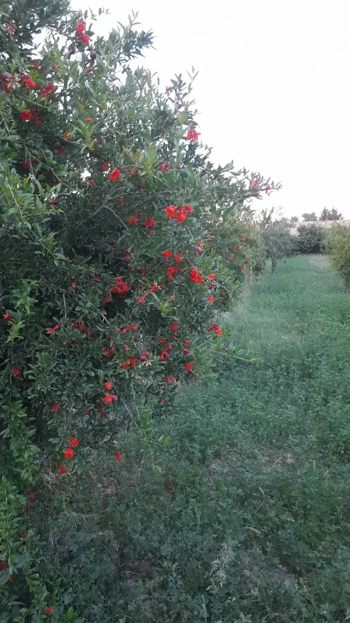 باغبانی هرس درختان علف زنی با دستگاه|خدمات باغبانی و درختکاری|پیشوا, |دیوار