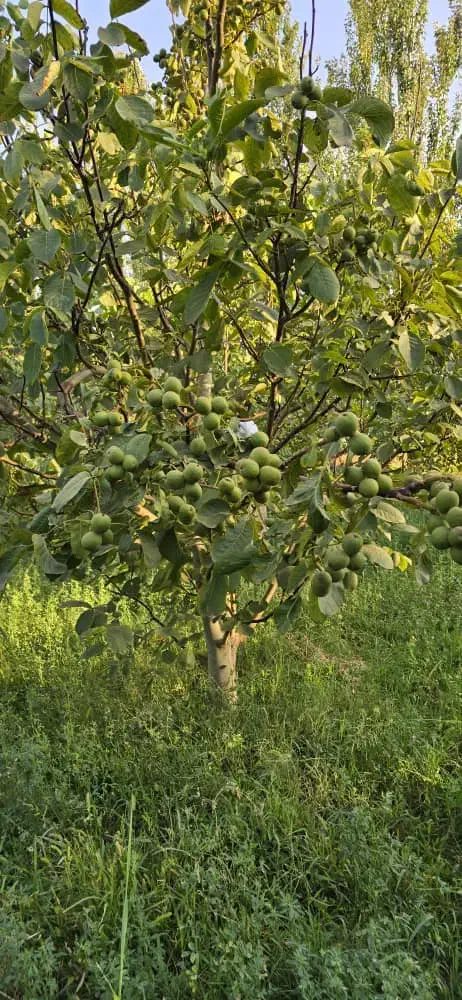 نهال گردوی پیوندی سالم|خدمات باغبانی و درختکاری|سنندج, |دیوار
