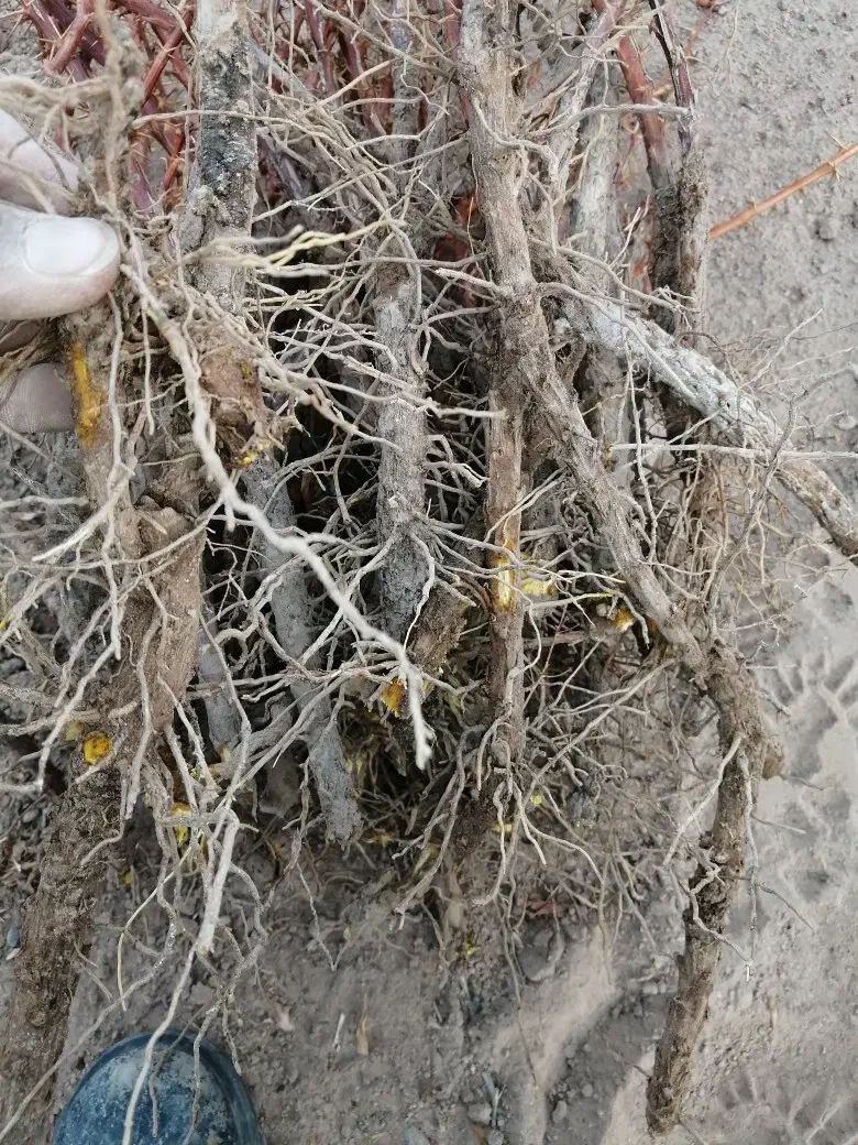 نهال زرشک پریشه|خدمات باغبانی و درختکاری|بیرجند, |دیوار