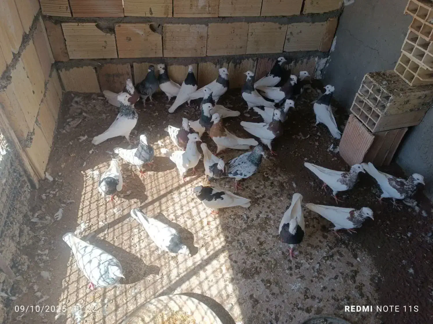 کفتر طوقی سار هفترنگ|پرنده|مشهد, ترمینال|دیوار