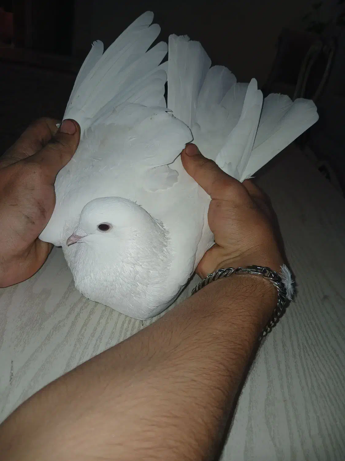 کبوتر|پرنده|ایلام, |دیوار