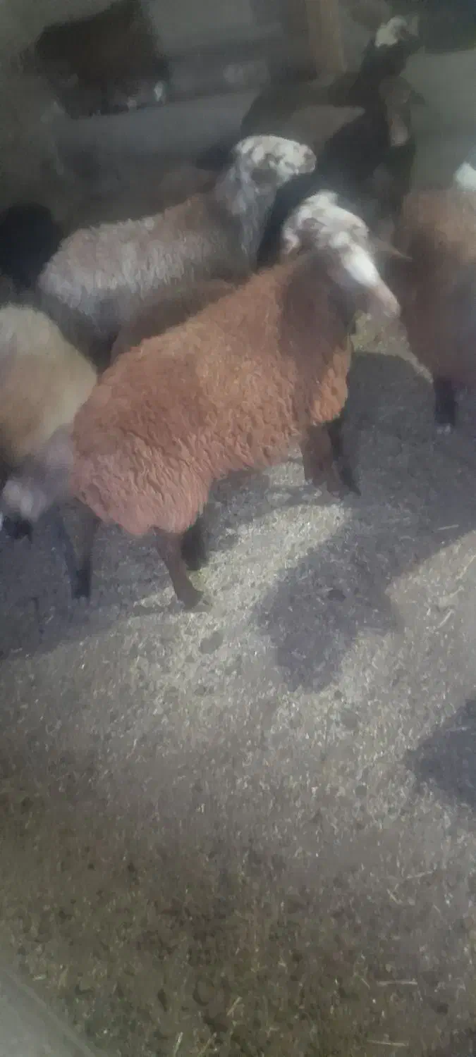 گوسفند|حیوانات مزرعه|کوراییم, |دیوار