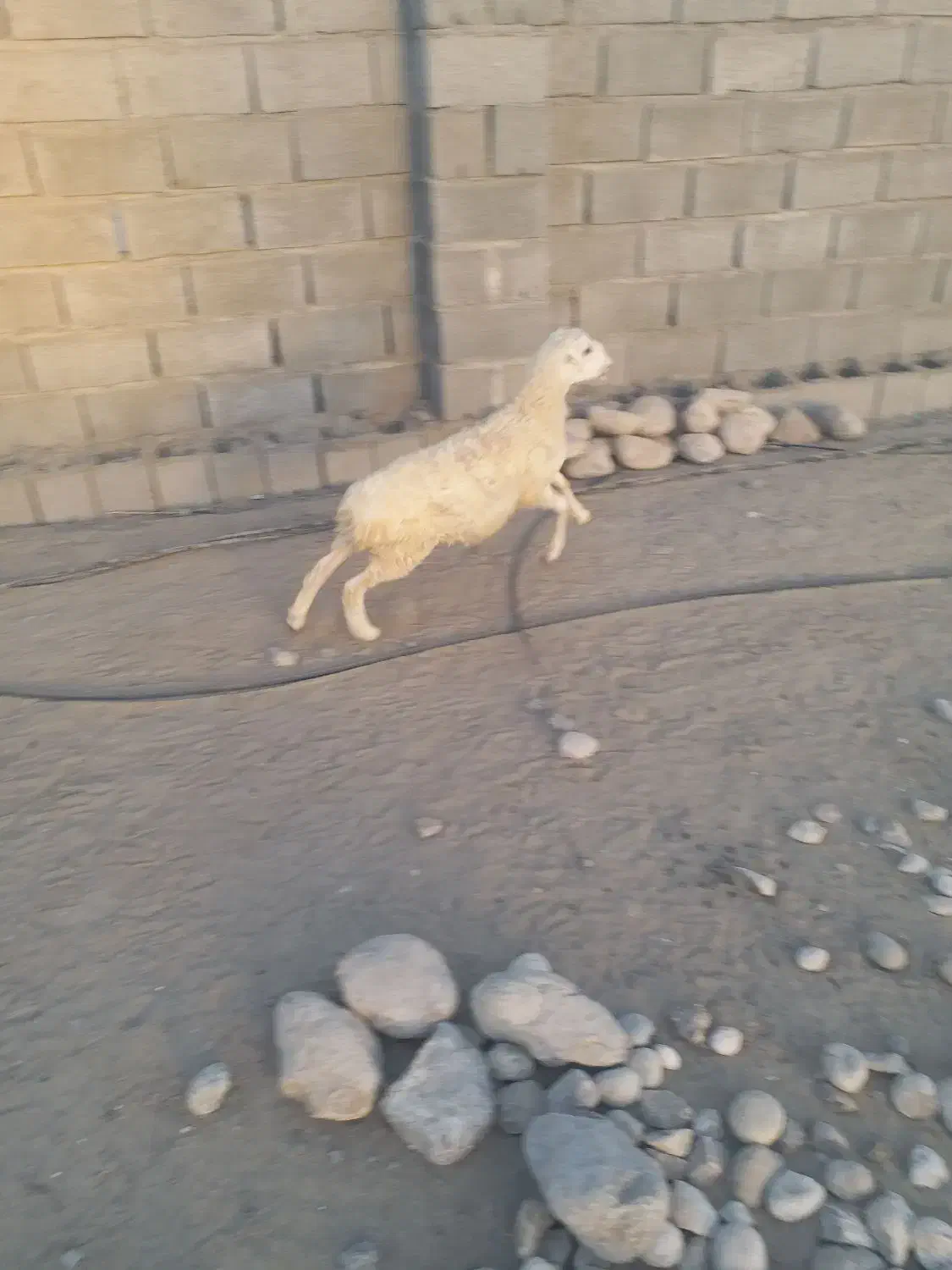 بره نر|حیوانات مزرعه|تخت, |دیوار