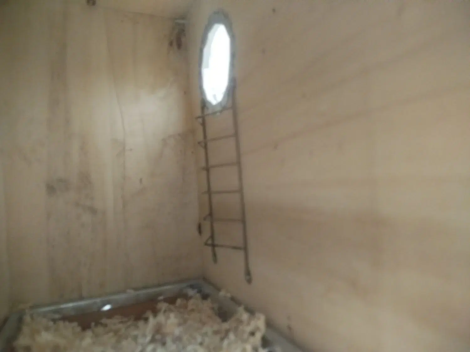 لونه پرنده|لوازم جانبی حیوانات|دوگنبدان, |دیوار