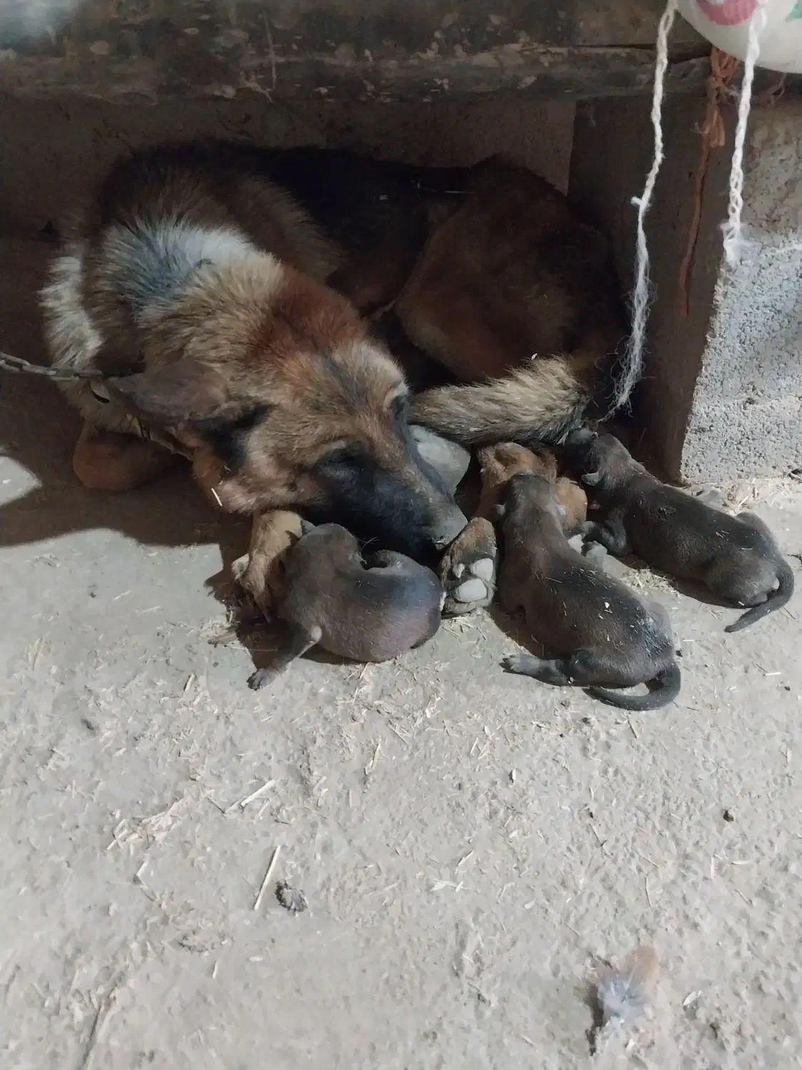 سگ ژرمن|سگ|حمیل, |دیوار