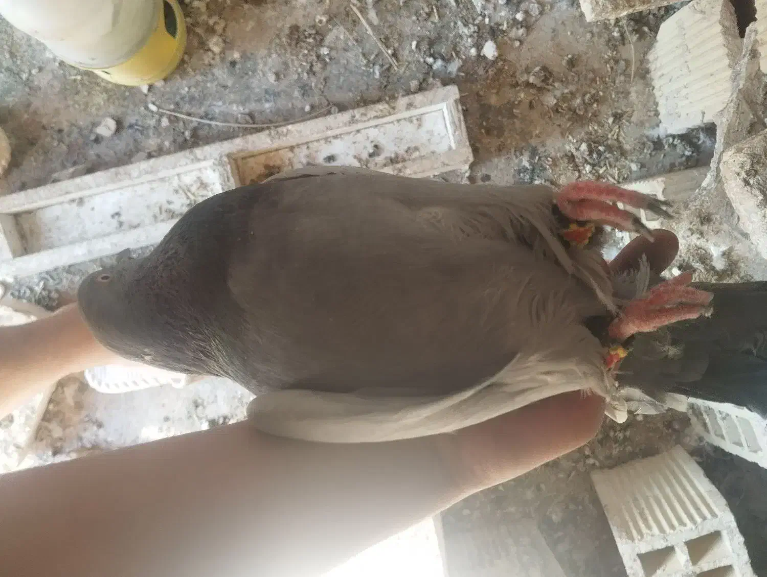 کبوتر اصفهانی|پرنده|شاهینشهر, گزبرخوار|دیوار