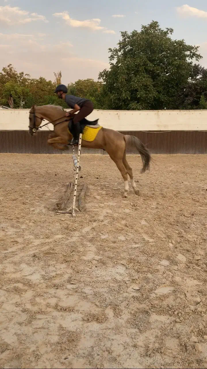 فروش اسب ترکمن|اسب و تجهیزات اسب‌سواری|کرج, فاز ۱ مهرشهر|دیوار