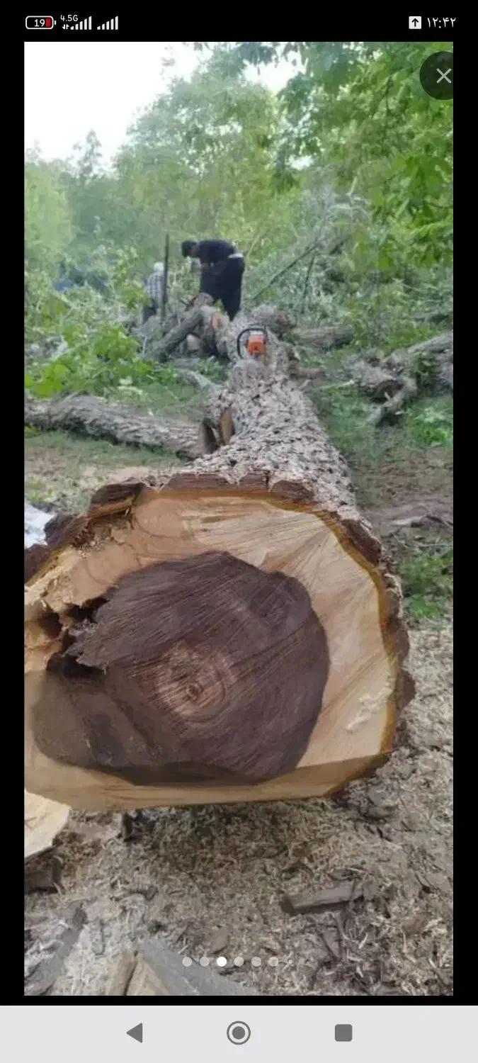 چوب|خدمات باغبانی و درختکاری|الشتر, |دیوار