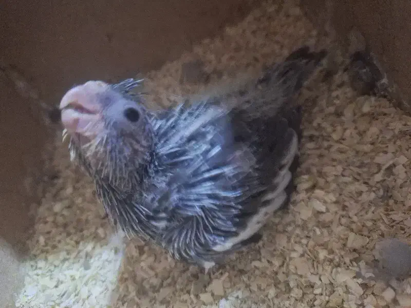 جفت عروس هلندی تخم گذار|پرنده|اهواز, کیانپارس |دیوار