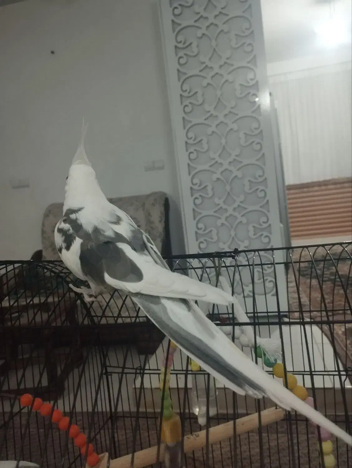 عروس هلندی سخنکو فول اهلی|پرنده|مرند, |دیوار