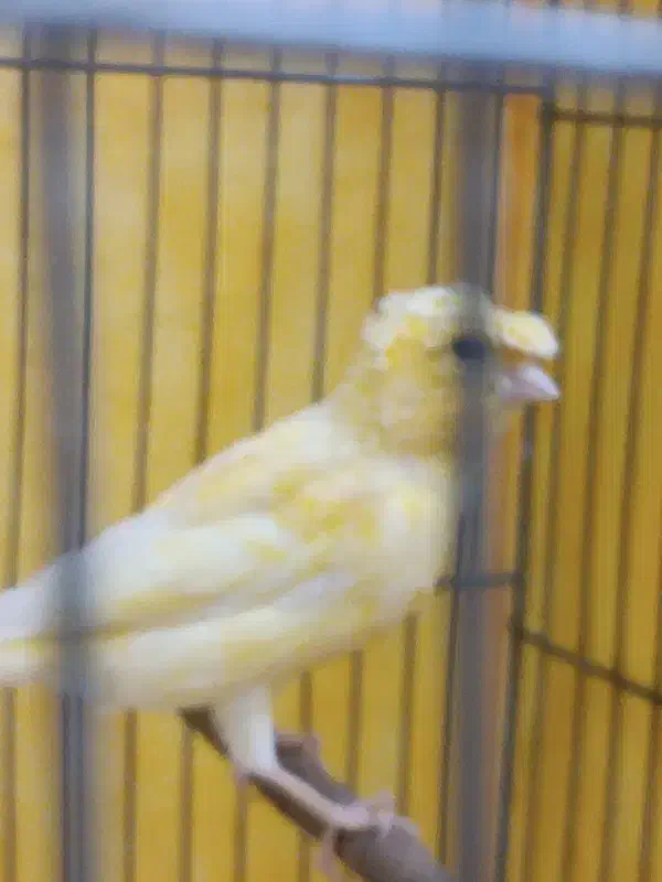 قناری ماده|پرنده|مشکین‌دشت, |دیوار