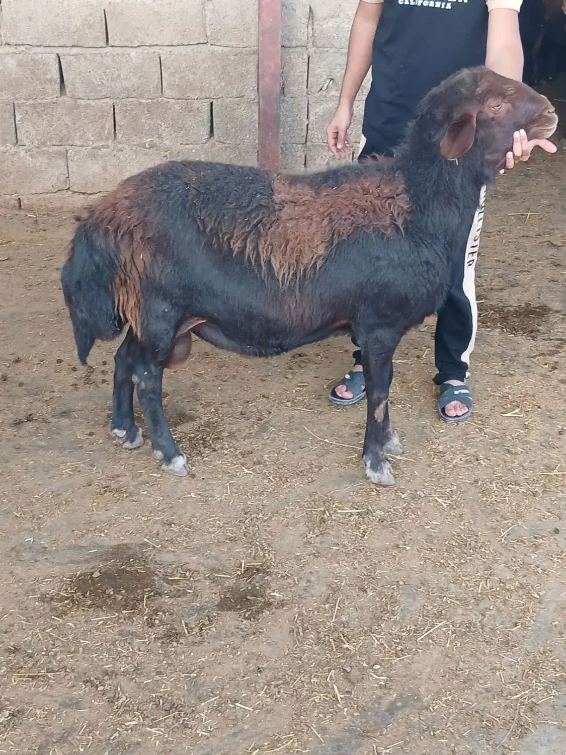 قوچ افشار|حیوانات مزرعه|کوهدشت, |دیوار