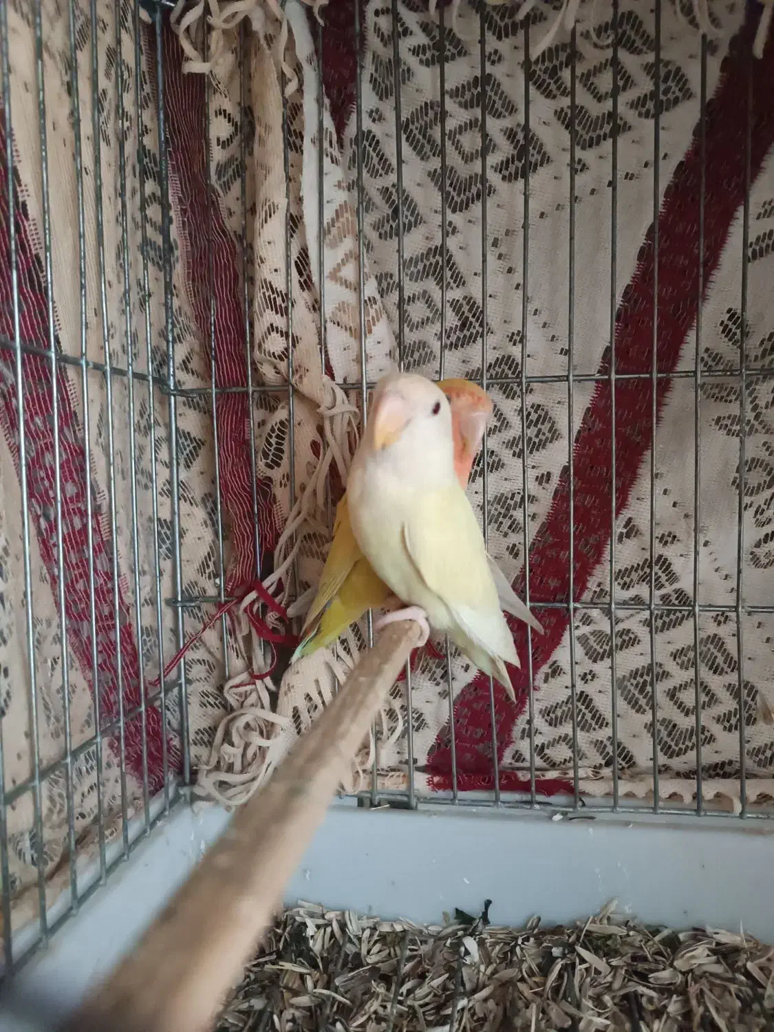 طوطی برزیلی|پرنده|بابکان, |دیوار